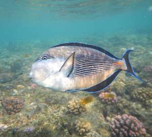 Arabischer Dotorfisch