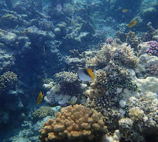 Schnorcheln / Delfintour