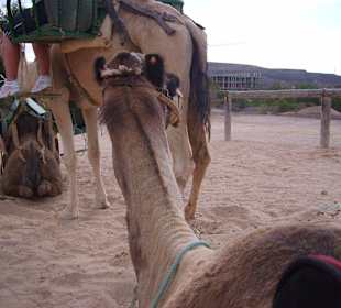 Oasispark - Kamelreiten
