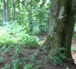 Burg Alt-Lichtenstein