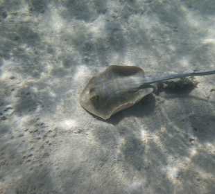 Schnorcheln Makadi Bay