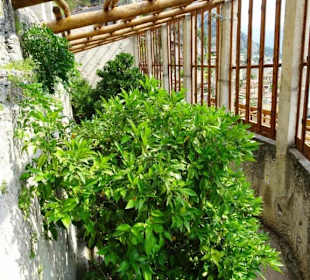 Rundgang durch das Zitronengewächshaus