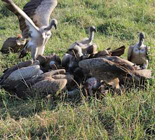 Gamedrive Masai Mara