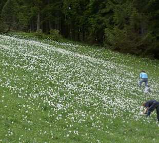 Wiese voll mit Narzissen