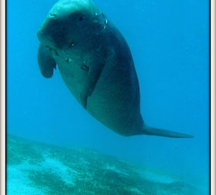 Dugong oder Seekuh