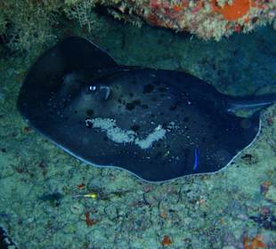 Schwarzpunktstechrochen