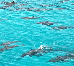 Delfin Tour Marsa Alam