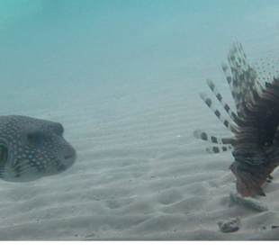 Feuerfisch und Kugelfisch