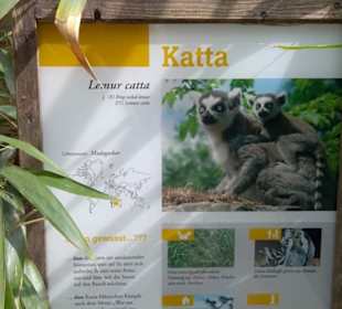 Südamerika Bereich - Katta