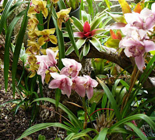 In Pregetter's Orchideengarten