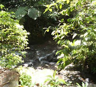 Regenwaldfeeling pur