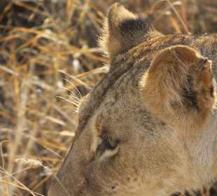 Liones at tsavo east