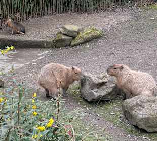Capybaras