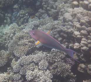 Fisch am Tulip Resort