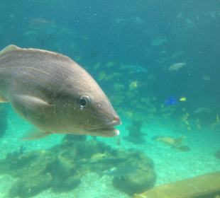Disney's Typhoon Lagoon