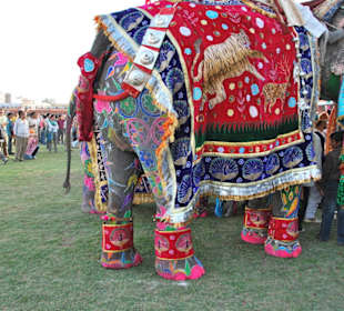 Elefant  Festival in Jaipur