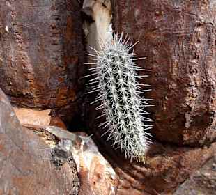 Spaziergang durch den Hòfi Pastor Park