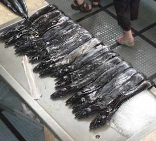 Degenfisch in Fischhalle