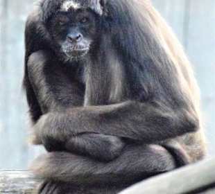 Weißstirn-Klammeraffe