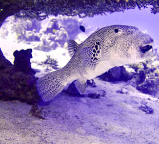 Schnorcheln Sahl Hasheesh