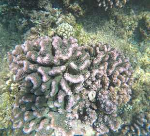 Schnorcheln Pointe aux Piments