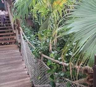 Hängebrücke im Tropenhaus