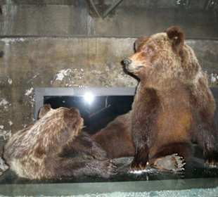 Bären als Ausstellungsstück