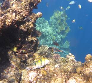 Schnorcheln Marsa Alam