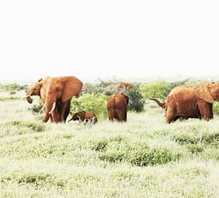 Safari Tsavo East 
