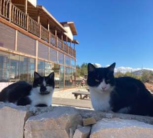 Touri-Restaurant mit Katzen