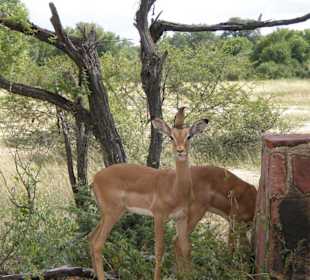Impalla mit Madenhacker auf dem Kopf