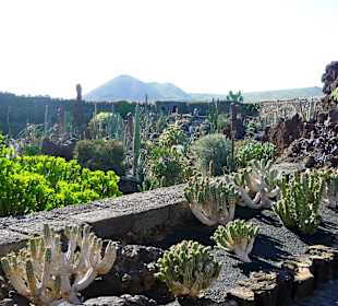 Jardin de cactus