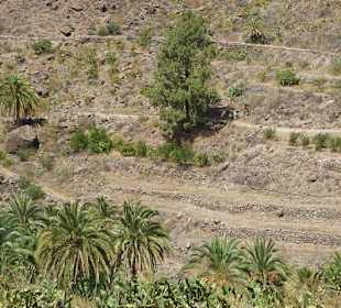 Das Tal der 1000 Palmen