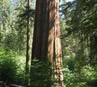 Sequoia im Yosemite Nationalpark
