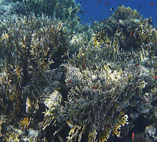 Hotel Sol y Mar Abu Dabbab