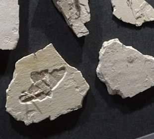 Dinosaurier Museum Altmühltal