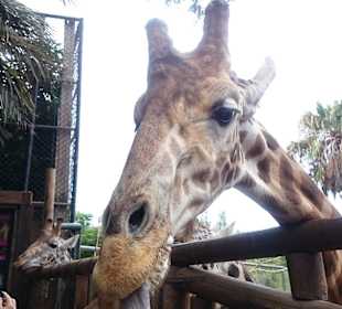 Bild aus dem schönen Oasis Park