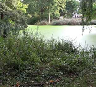Englischer Garten