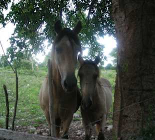Zwei wunderschöne Falben