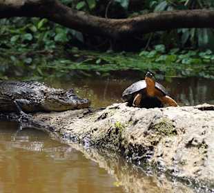 Nationalpark Tortuguero