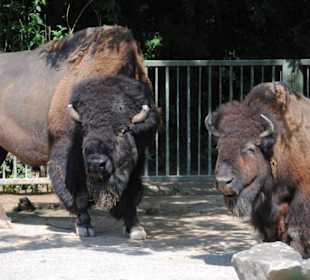 Bisons