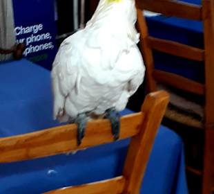 Papagei im Restaurant