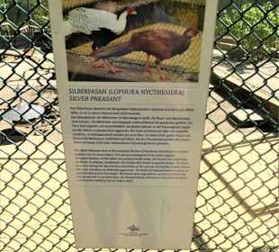 Voliére auf der Pfaueninsel