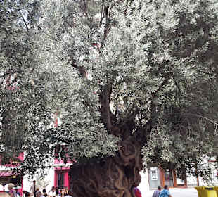 Ein 200 Jahre alter Olivenbaum