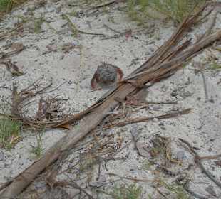 Kleiner Einsiedlerkrebs