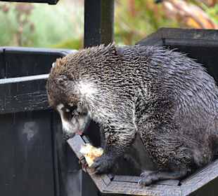Nasenbär hat Kohldampf