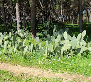 Wanderweg Naturpark Porto S.