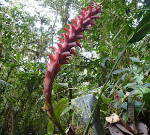 Wanderung durch den Nebelwald/Regenwald