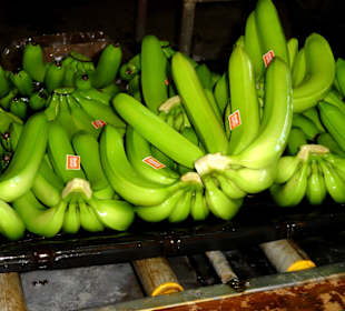 Noch feuchte Bananen mit Aufkleber