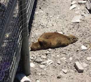 Stoney Point African Penguin Breeding Colony